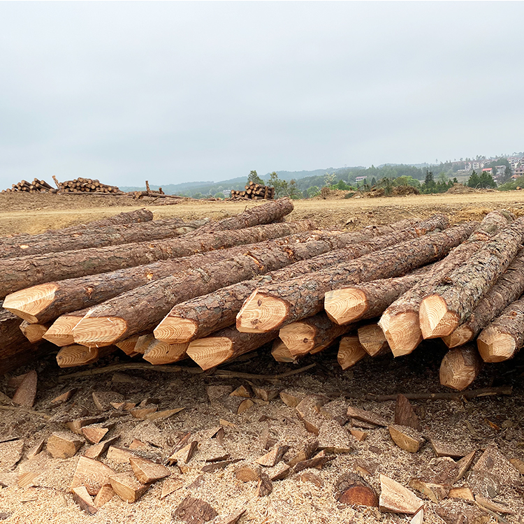 護(hù)坡用松木樁供應(yīng)商廠家哪里有？