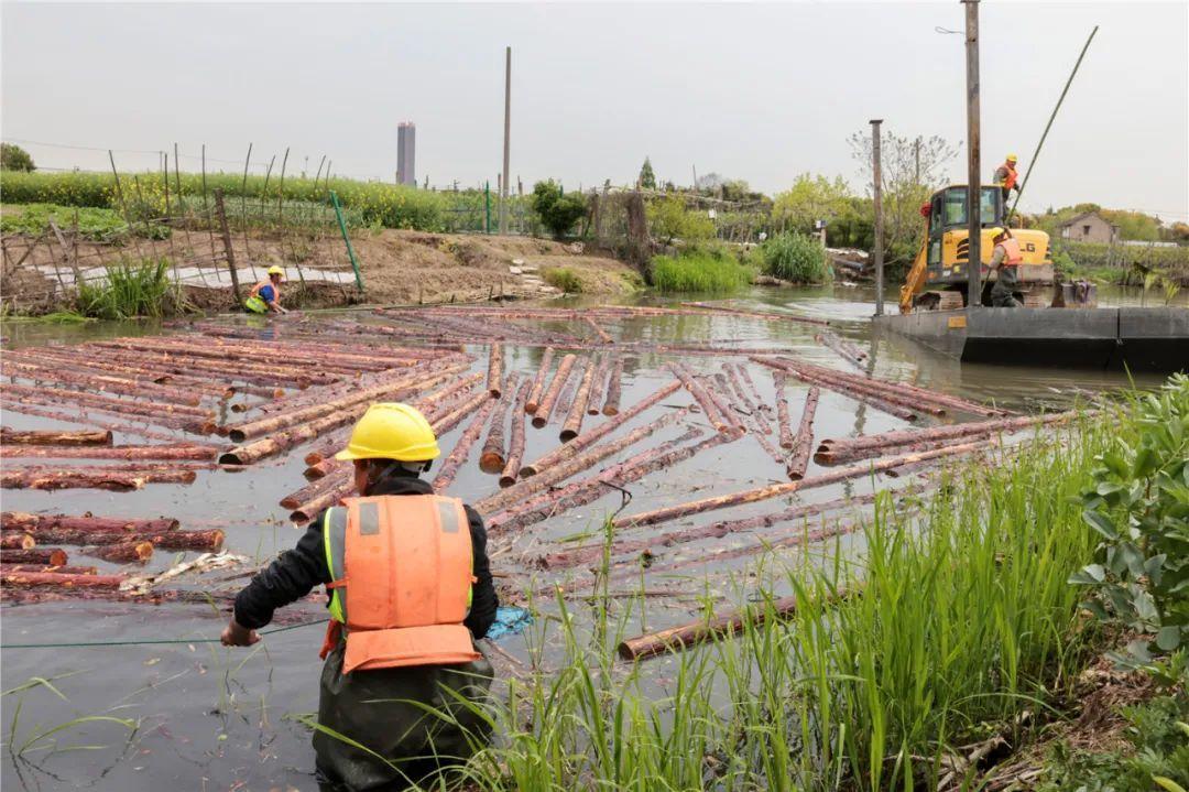 改善水環(huán)境！徐行122條段村級河道用木樁對河岸進行加固整治
