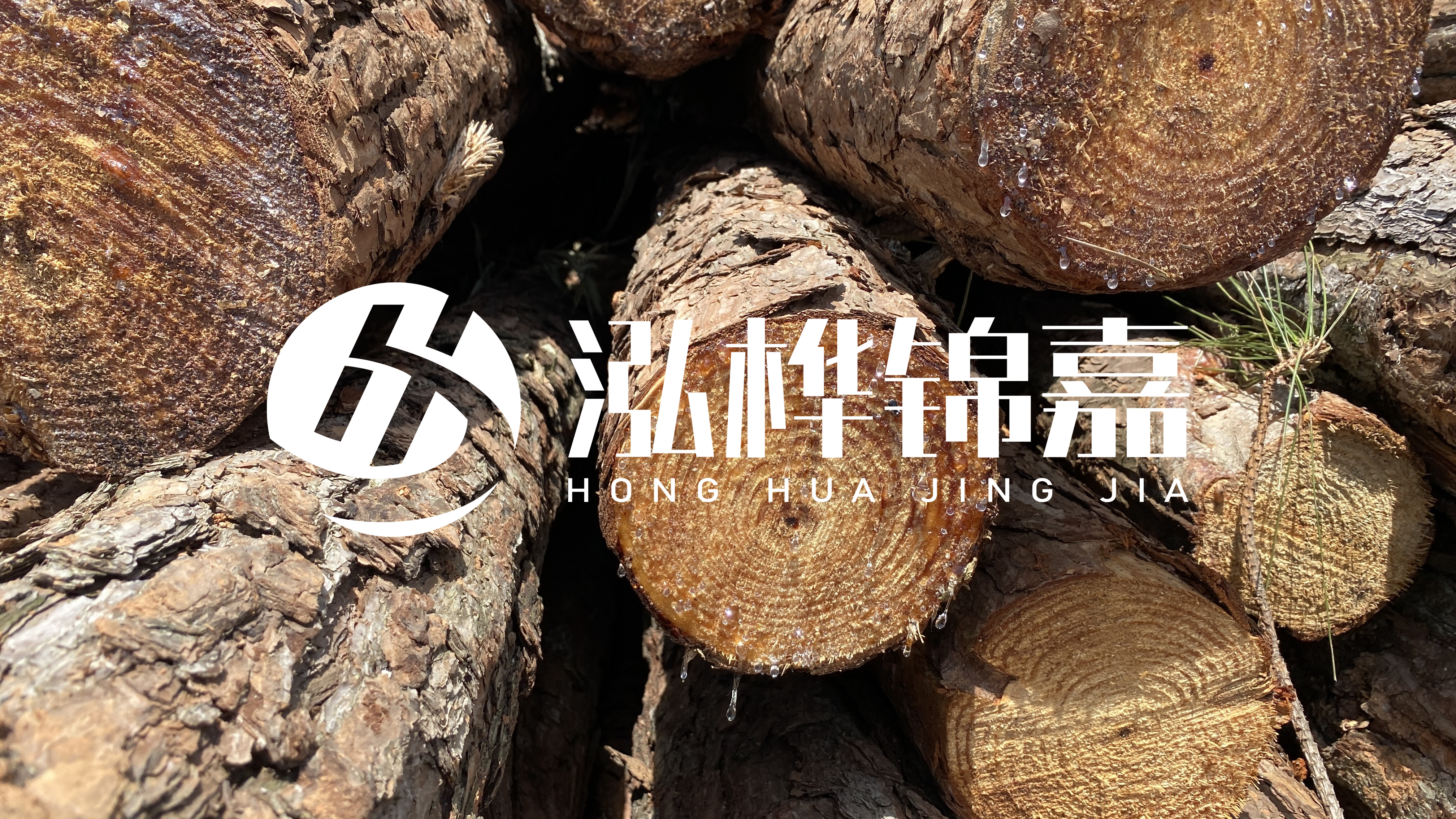 為什么要用松木樁治理河道？