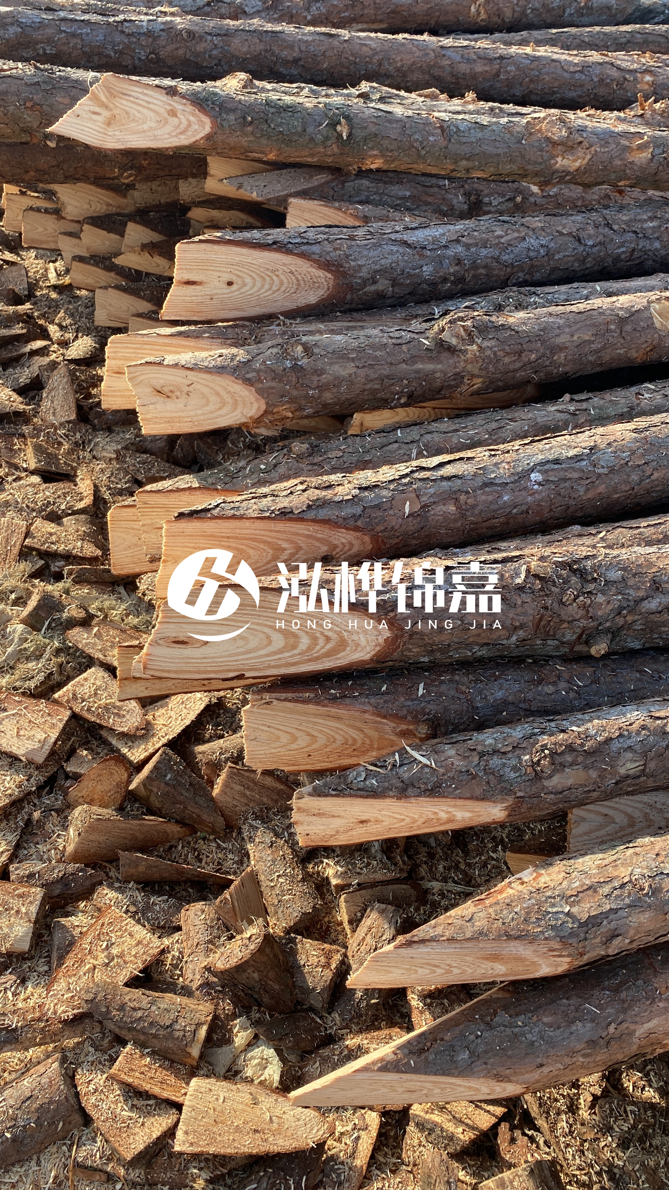 松木樁怎么分辨好壞？學(xué)會這幾招，輕松分辨松木樁好壞不踩雷！