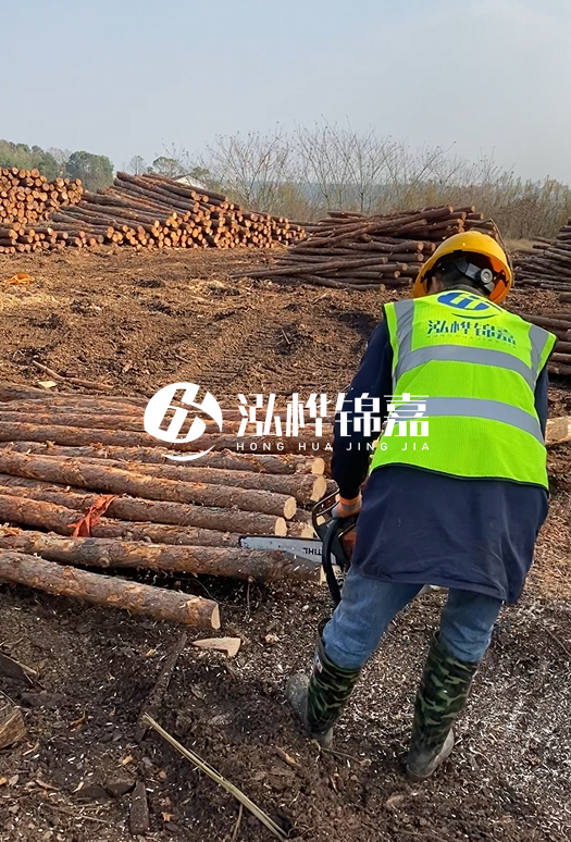 廣東松木樁3米生產廠家-3米直徑12松木樁多少錢？